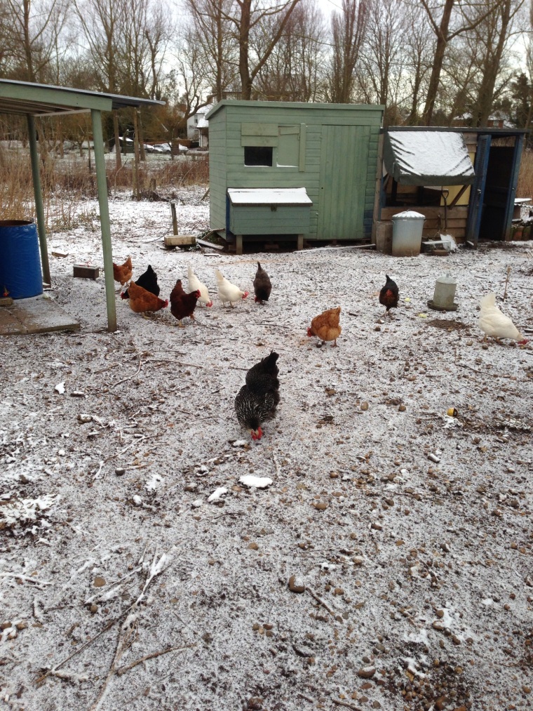 Felt rather sorry for the hybrid flock at the weekend - just when they thought winter was on its way out...