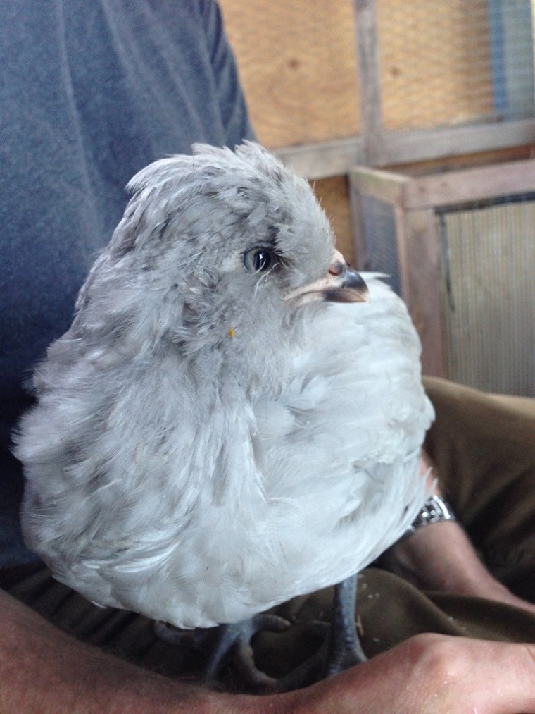 Our little lavender lad - buy four chickens, get one  free 