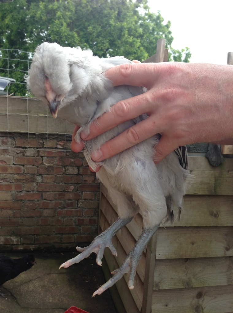 Our fledgeling cockerel
