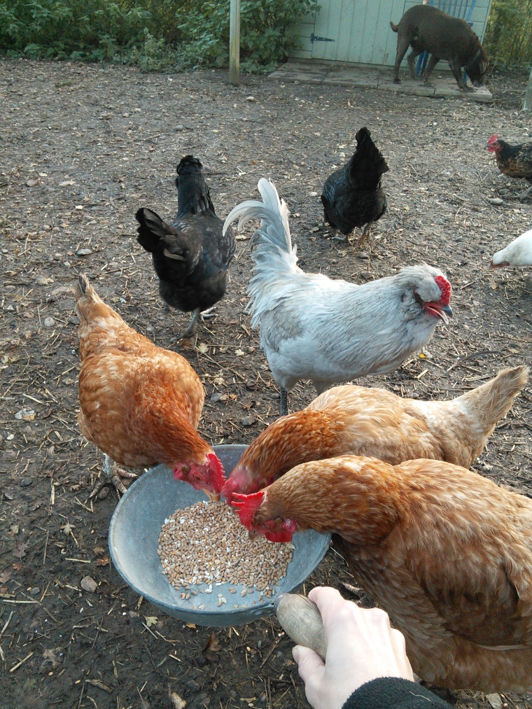 Ever the gentleman, Jeffrey steps back from the corn, even though he loves being fed from the scoop itself. Such a star.