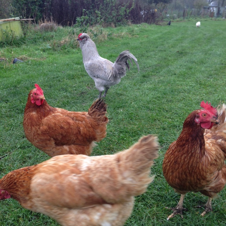 The flock free-ranging around the garden