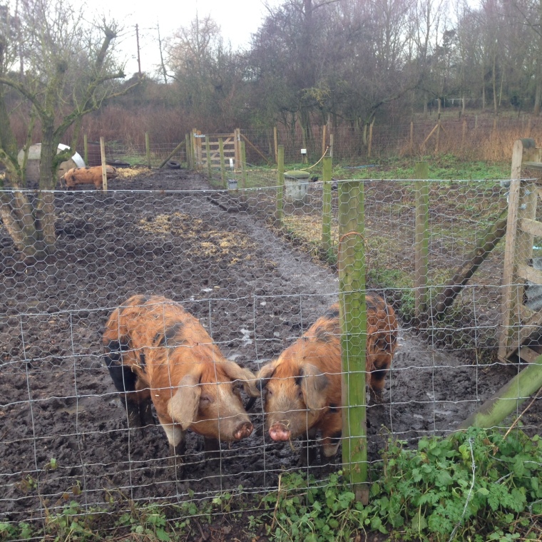 Porky (left) and Naughty are getting on nicely in their plot for two